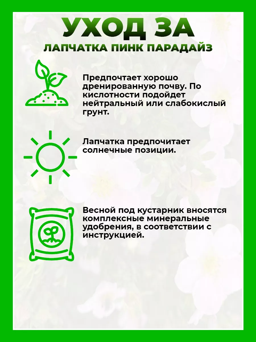 Лапчатка кустарниковая Пинк Парадайз