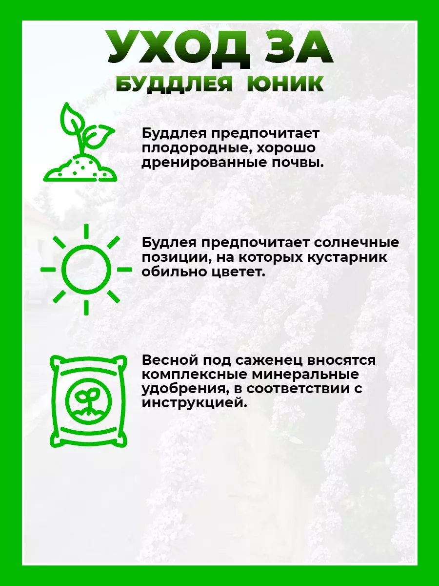 Буддлея очереднолистная Юник