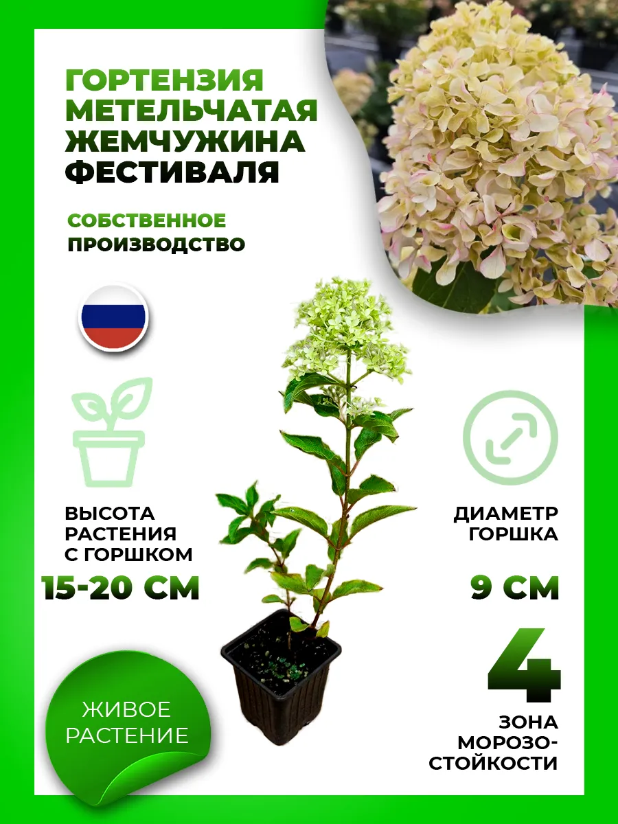Гортензия метельчатая Жемчужина Фестиваля