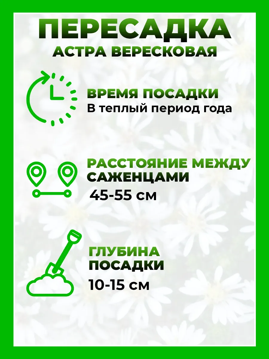 Астра вересковая