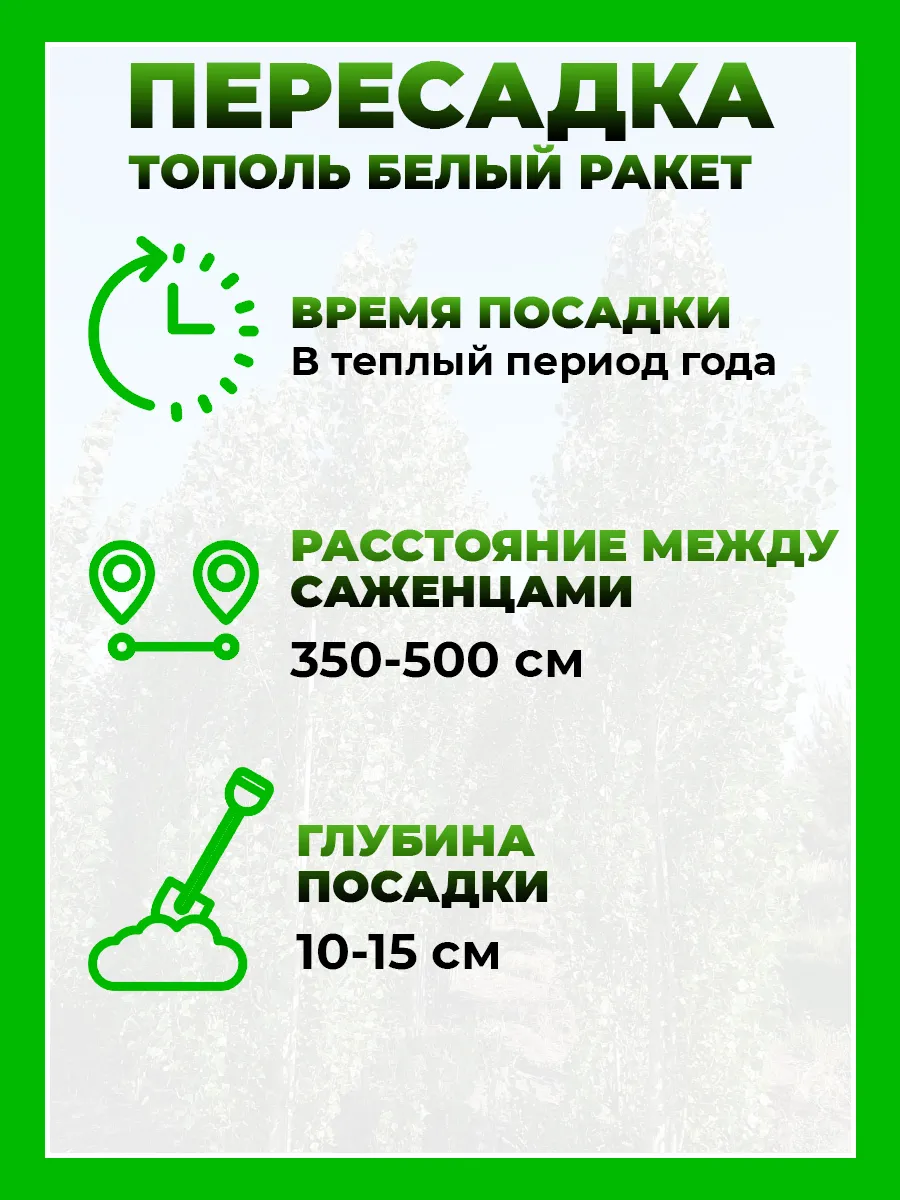 Тополь белый Ракет