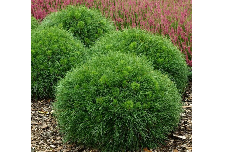 Сосна горная Варелла