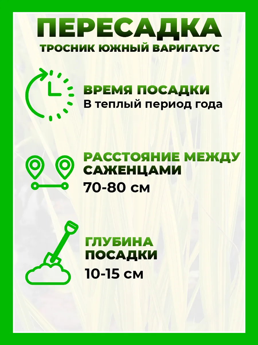 Тростник южный Вариегатус