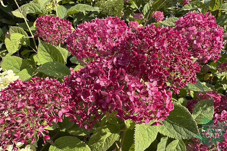 Гортензия Рубби Аннабель