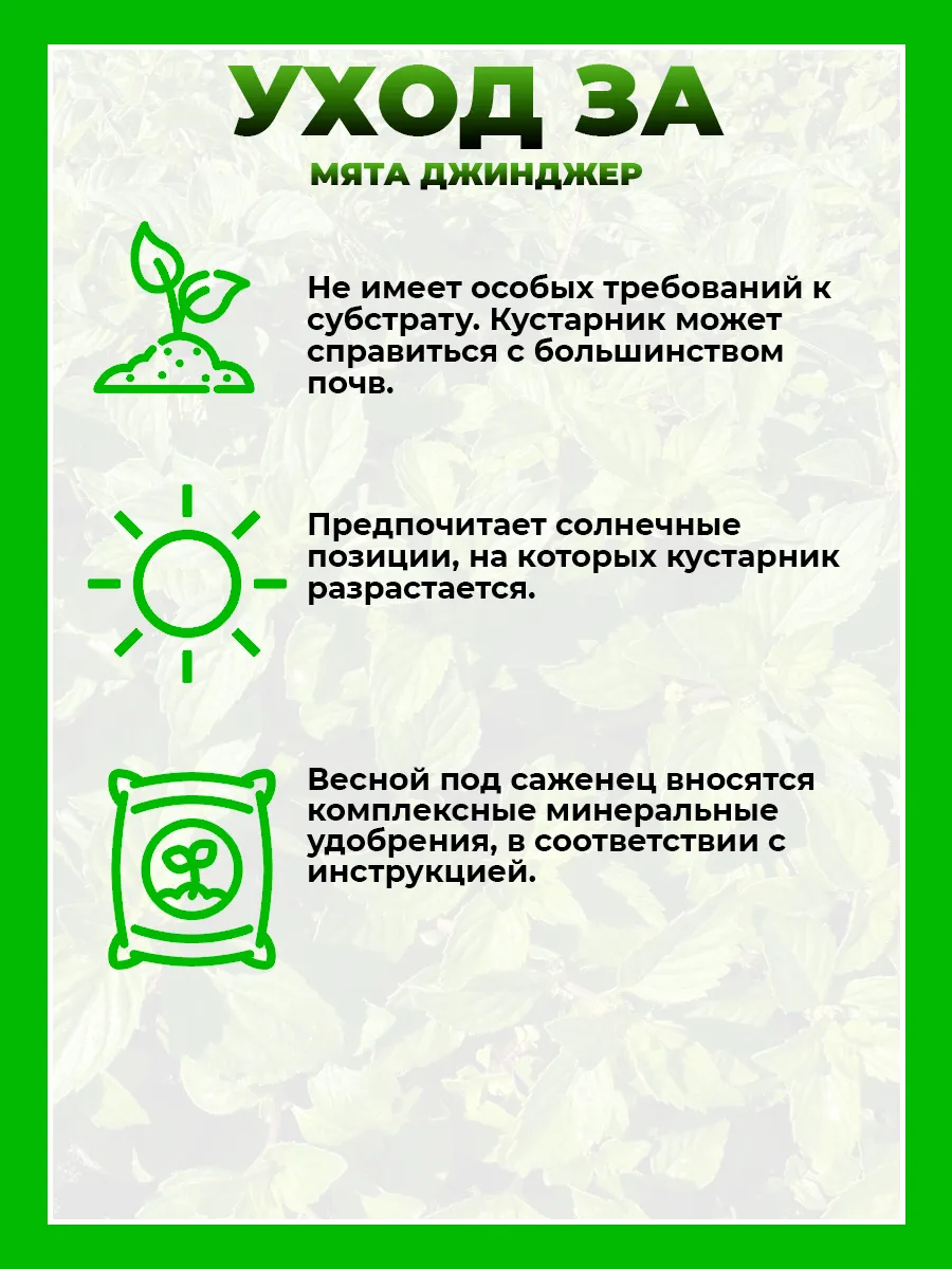 Мята Джинджер (имбирная)