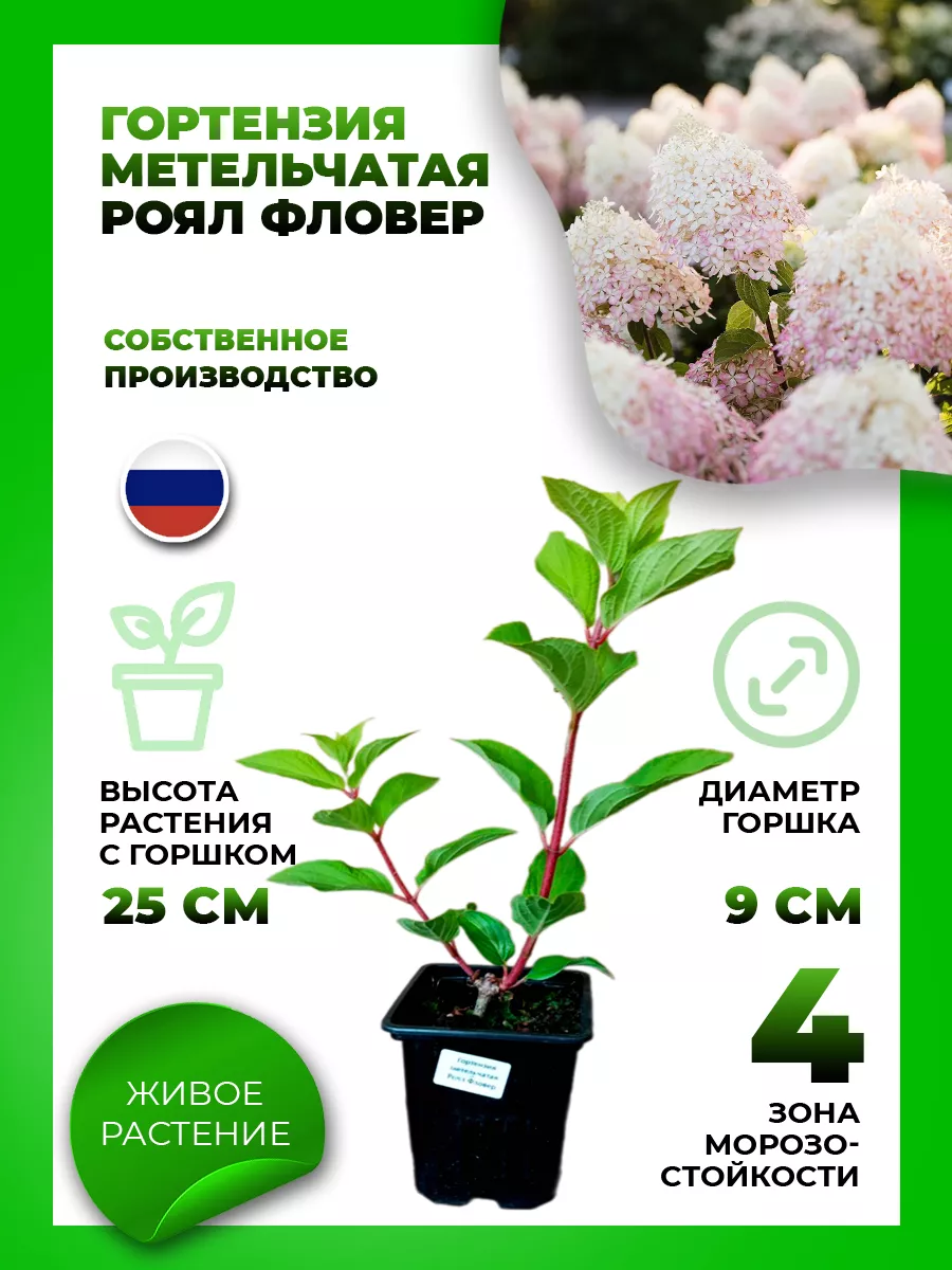 Гортензия метельчатая Роял Фловер