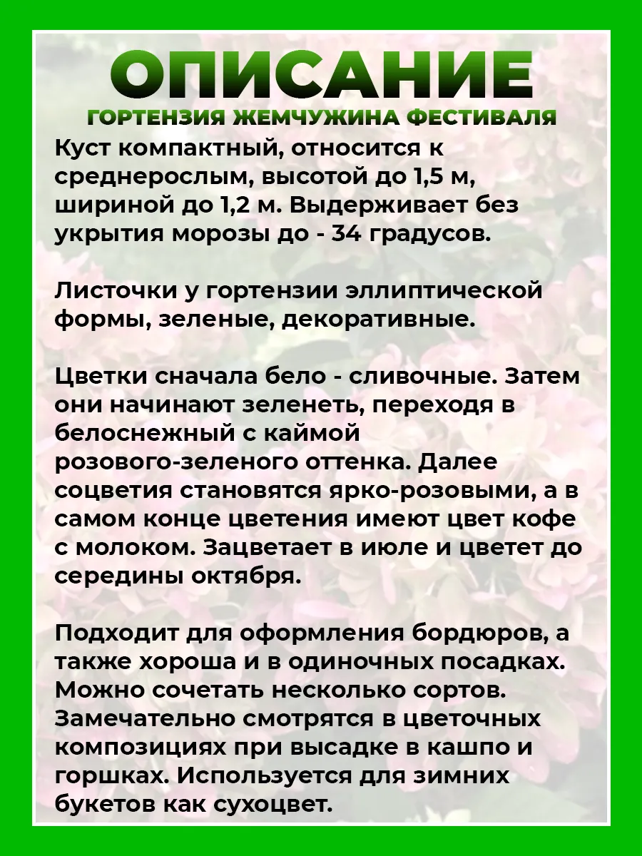 Гортензия метельчатая Жемчужина Фестиваля