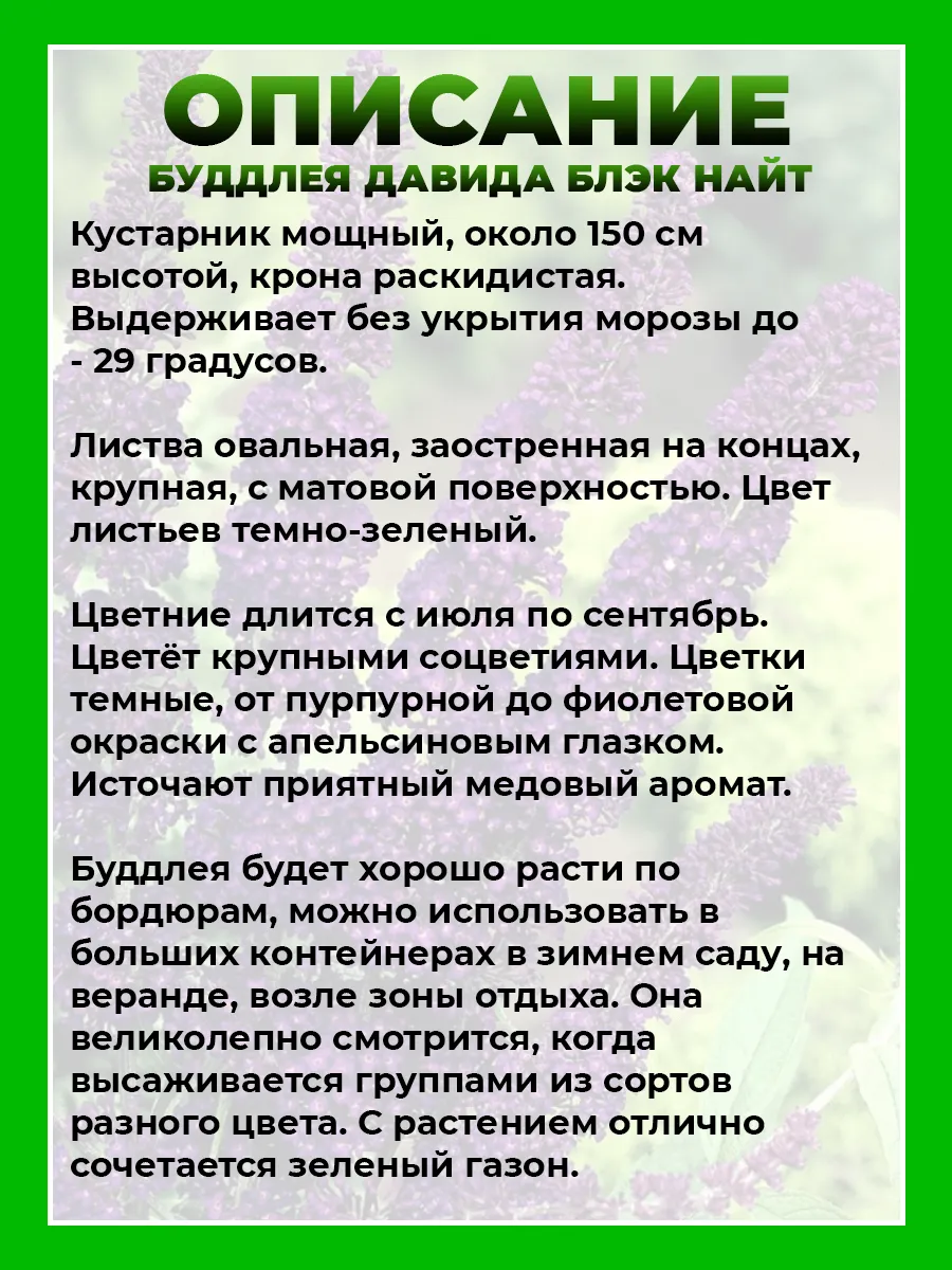 Буддлея Давида Блэк Найт