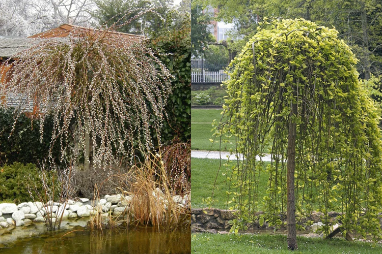 Ива козья пендула. Ива Козья pendula.