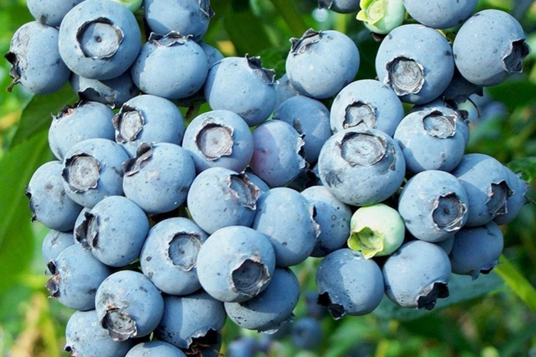 Голубика высокорослая Блюкроп