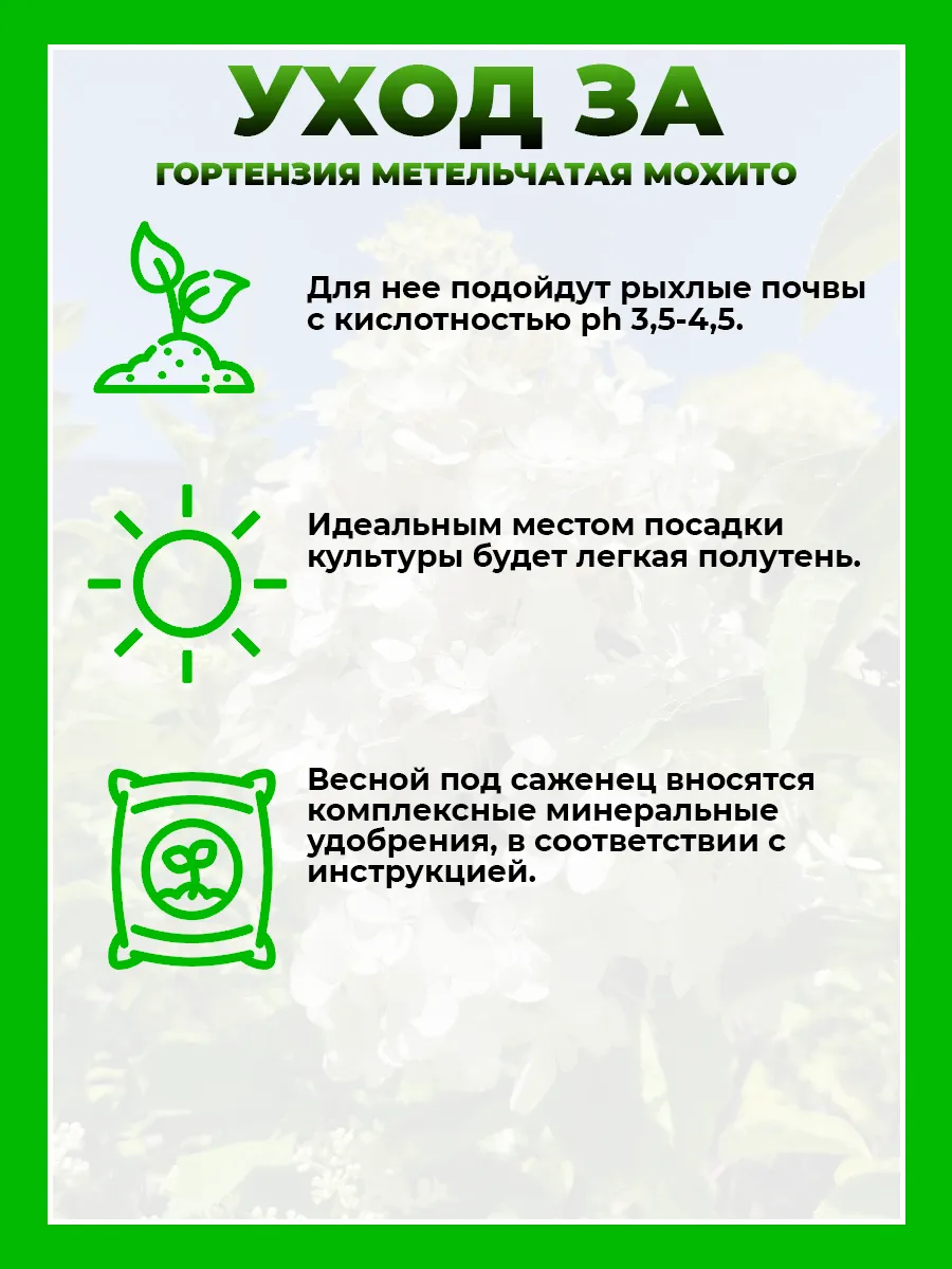Гортензия метельчатая Мохито