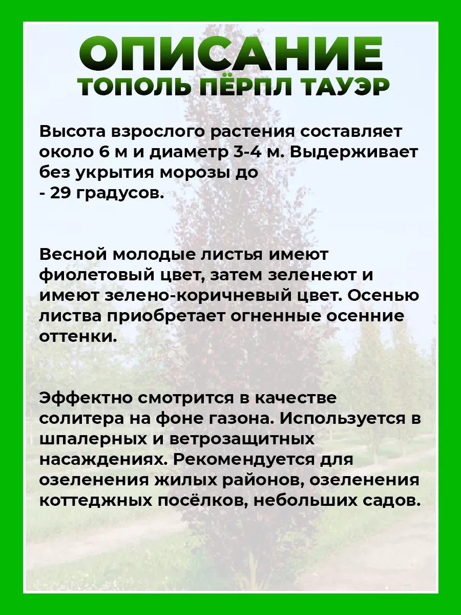 Тополь дельтовидный Перпл Тауэр