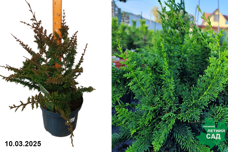 Кипарисовик тупой Тедди Бир (Chamaecyparis obtusa Teddy Bear) С5