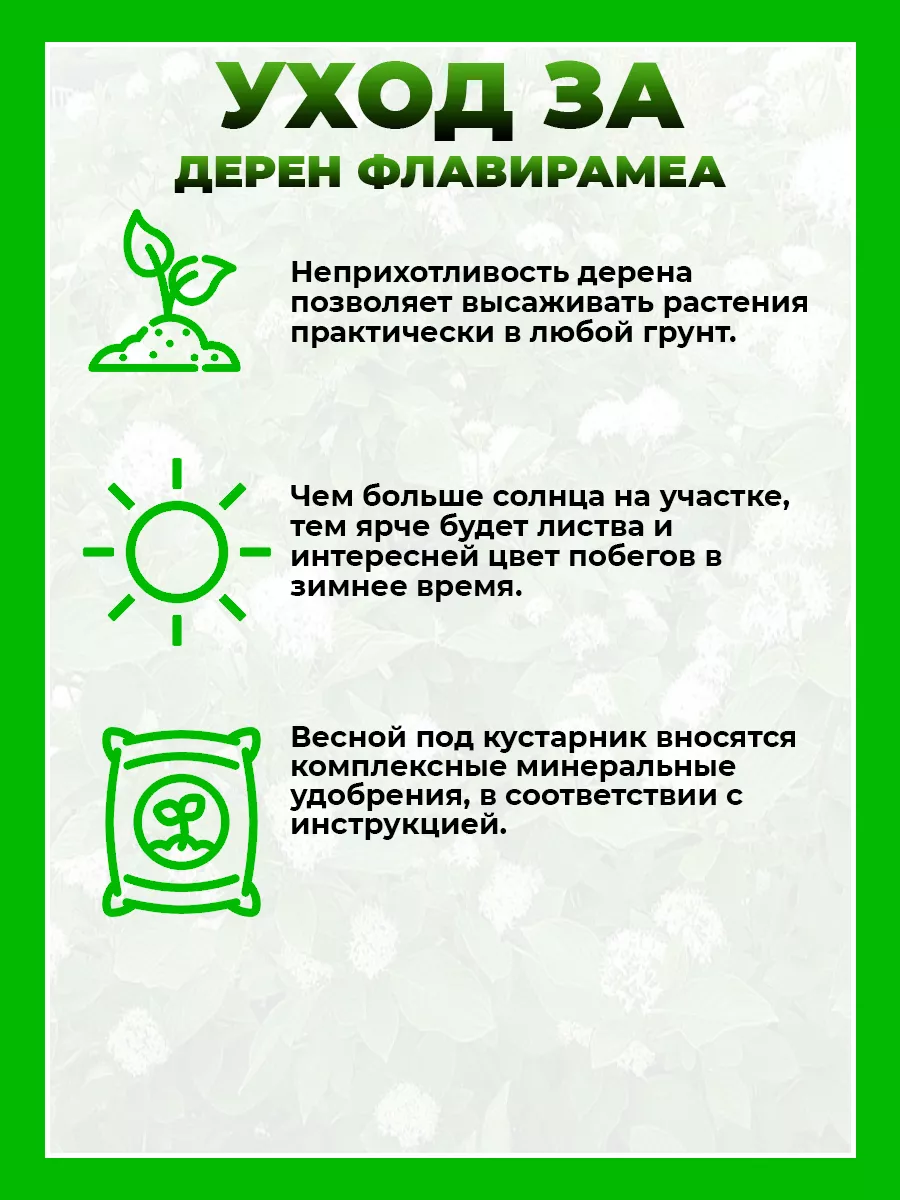 Дерен отпрысковый Флавирамеа