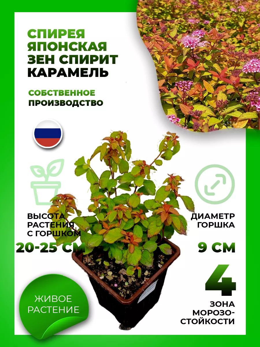 Спирея японская Зен Спирит Карамель