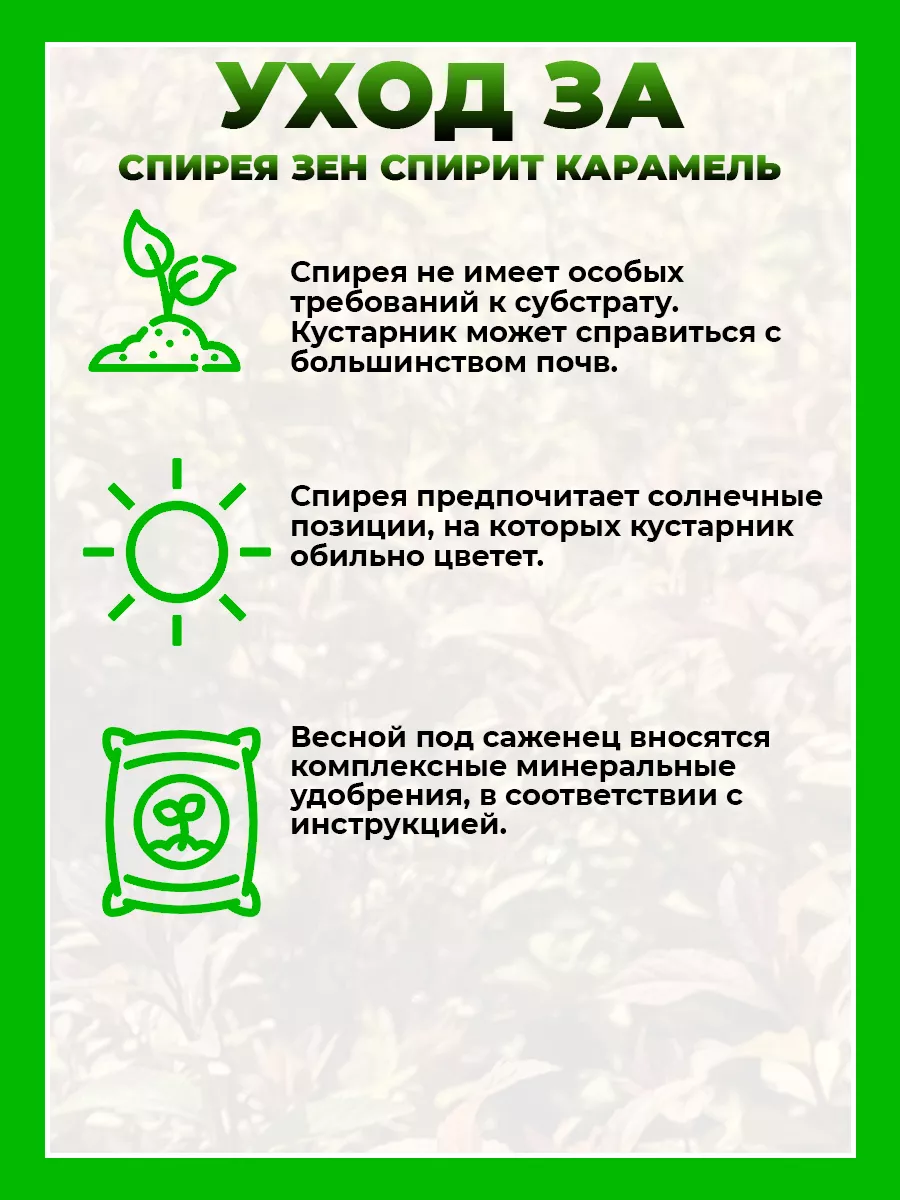 Спирея японская Зен Спирит Карамель