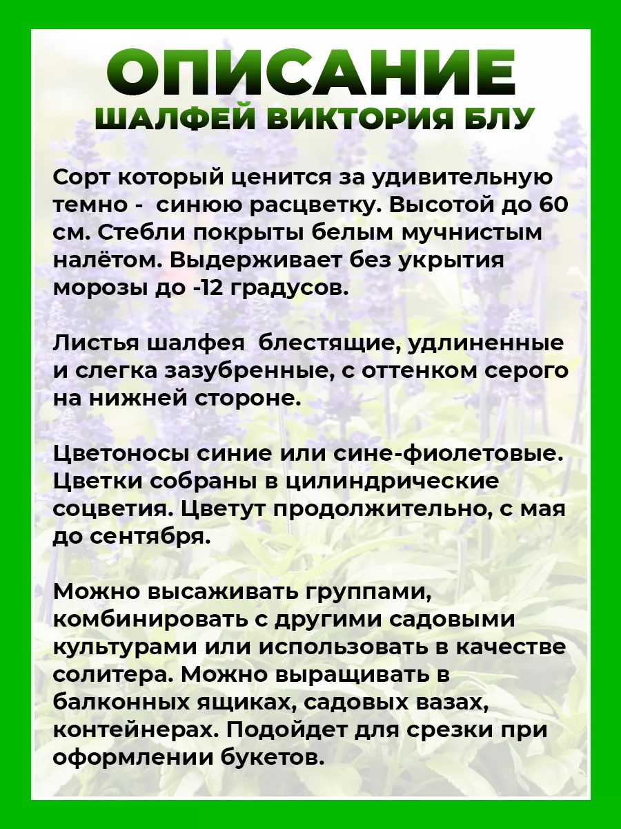 Шалфей мучнистый Виктория Блу