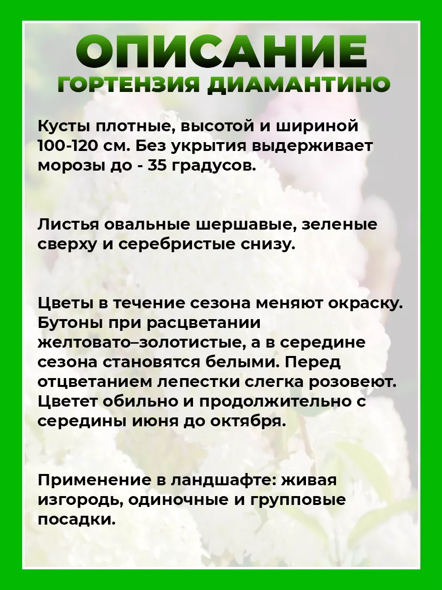 Гортензия метельчатая Диамантино