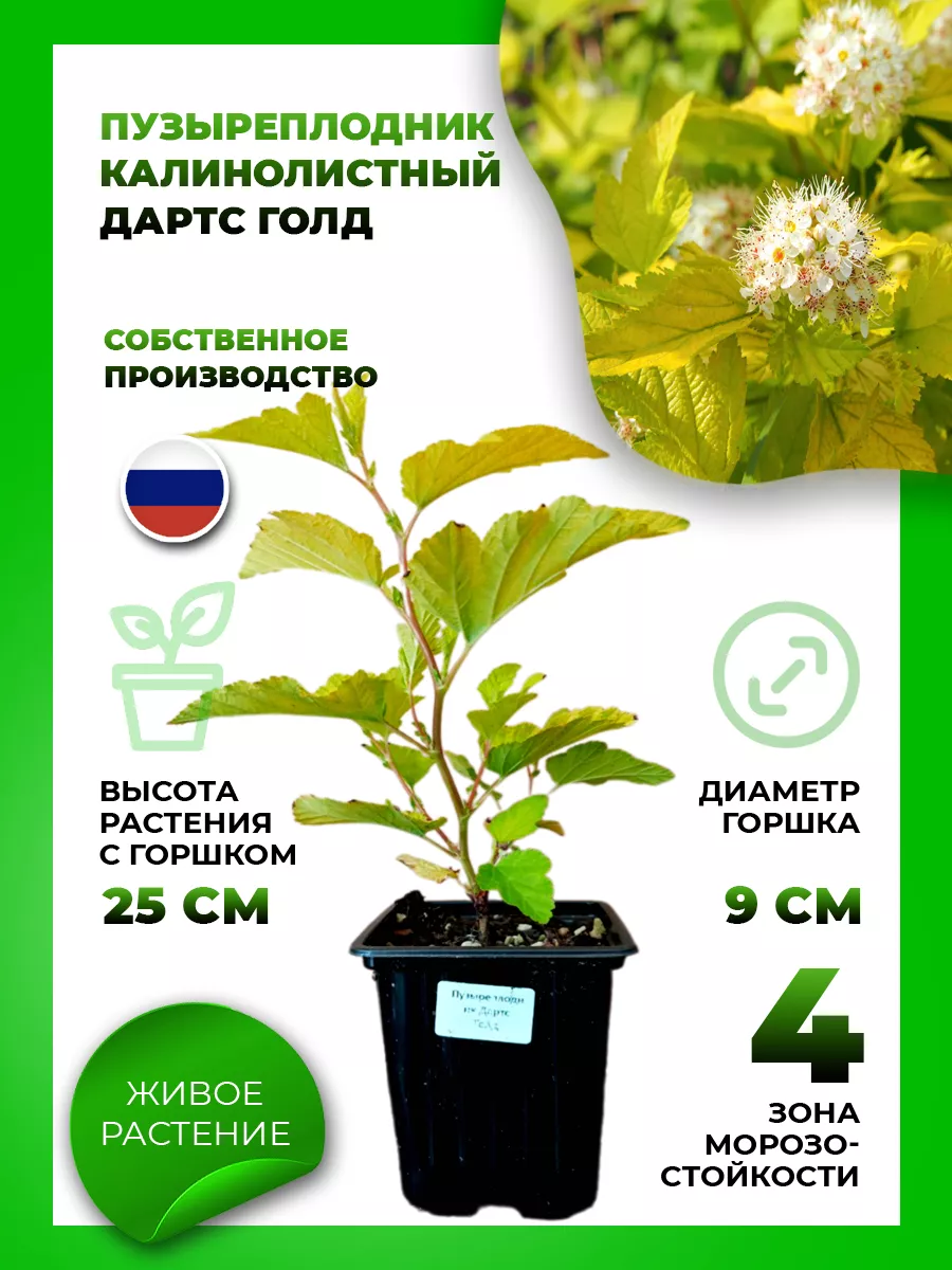 Пузыреплодник калинолистный Дартс Голд
