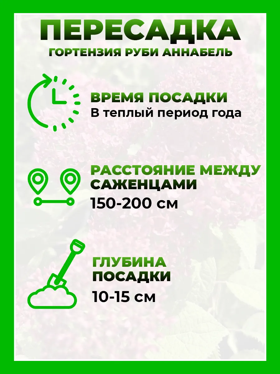 Гортензия древовидная Руби Аннабель