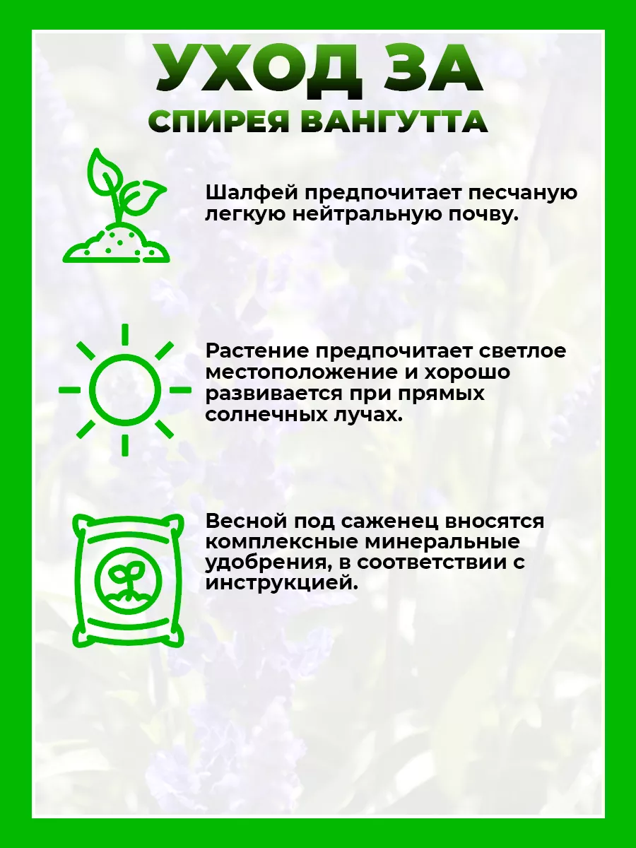 Шалфей мучнистый Виктория Блу