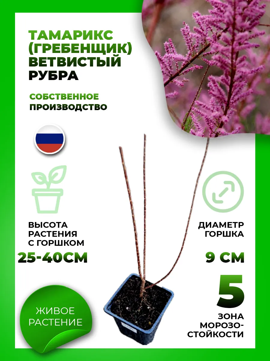Тамарикс (Гребенщик) ветвистый Рубра