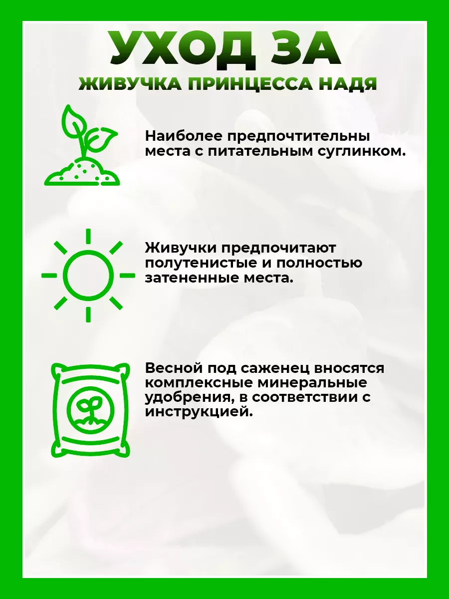 Живучка ползучая Принцесса Надя