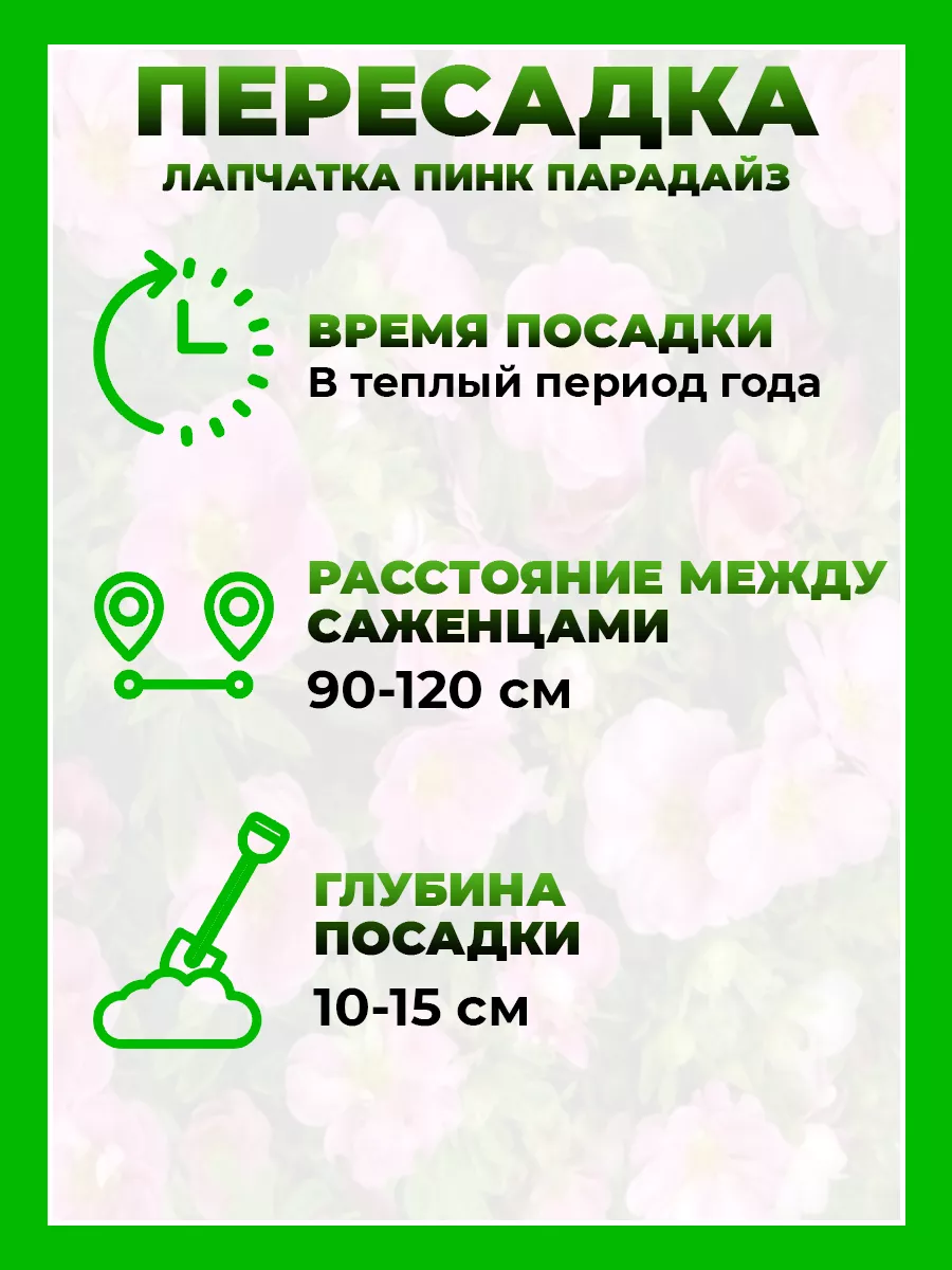 Лапчатка кустарниковая Пинк Парадайз