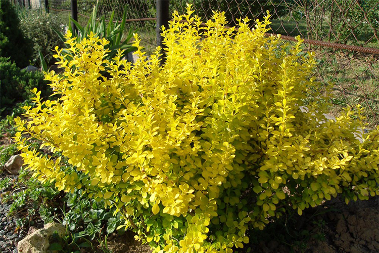 барбарис эвита