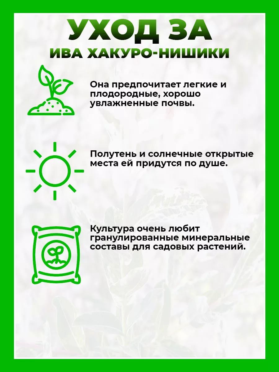Ива цельнолистная Хакуро-Нишики