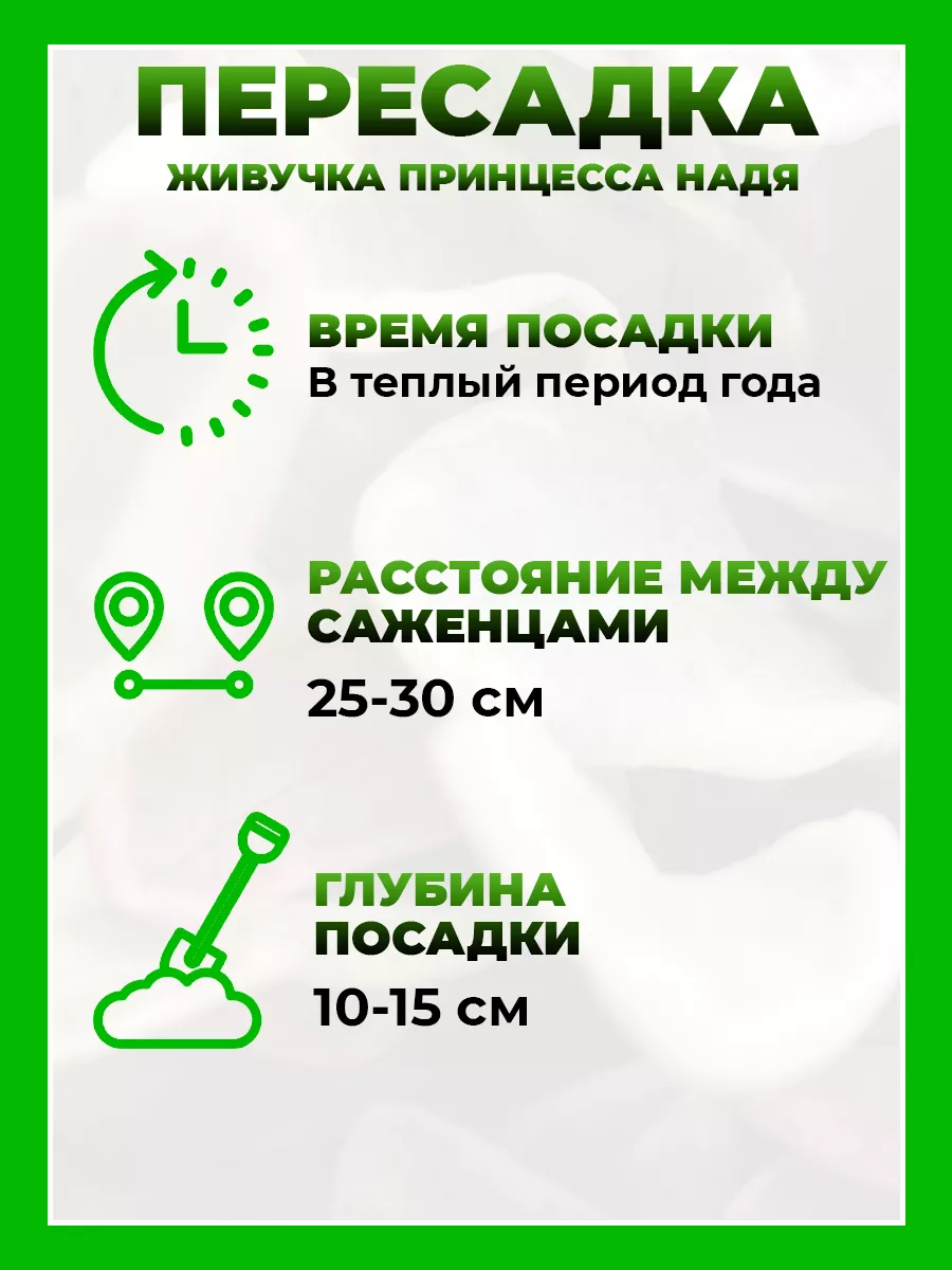 Живучка ползучая Принцесса Надя