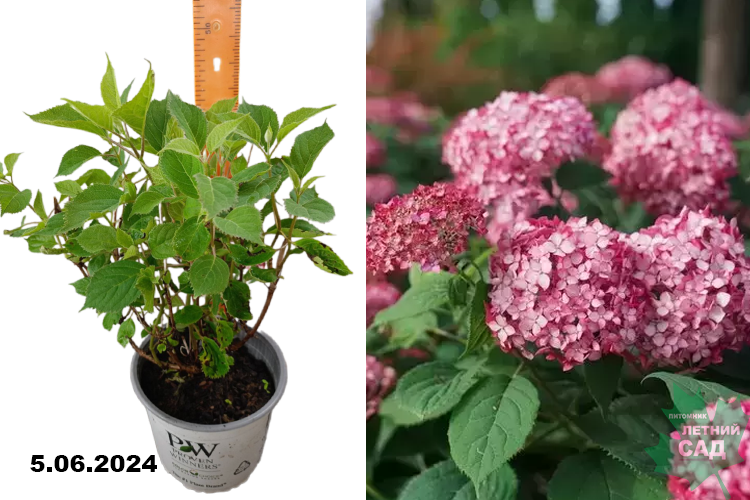 Гортензия древовидная Руби Аннабель (Hydrangea arborescens Ruby Annabelle) С3