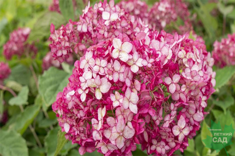 Гортензия древовидная Руби Аннабель С3