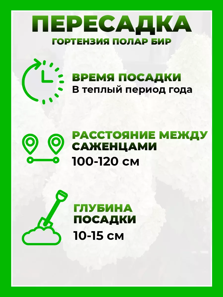 Гортензия метельчатая Полар Бир