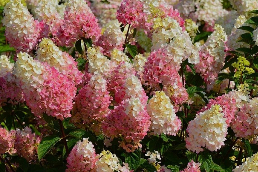 Гортензия метельчатая Пинки Промис