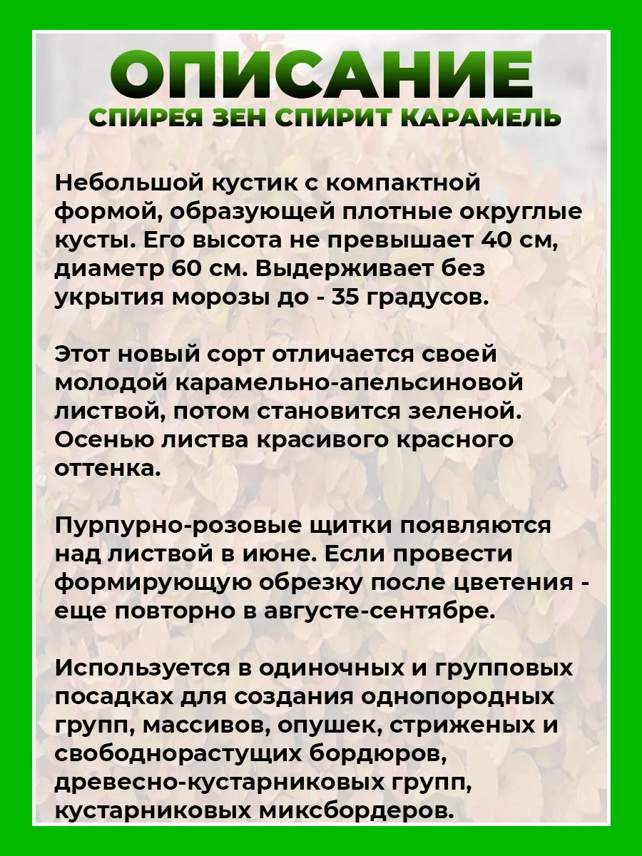 Спирея японская Зен Спирит Карамель