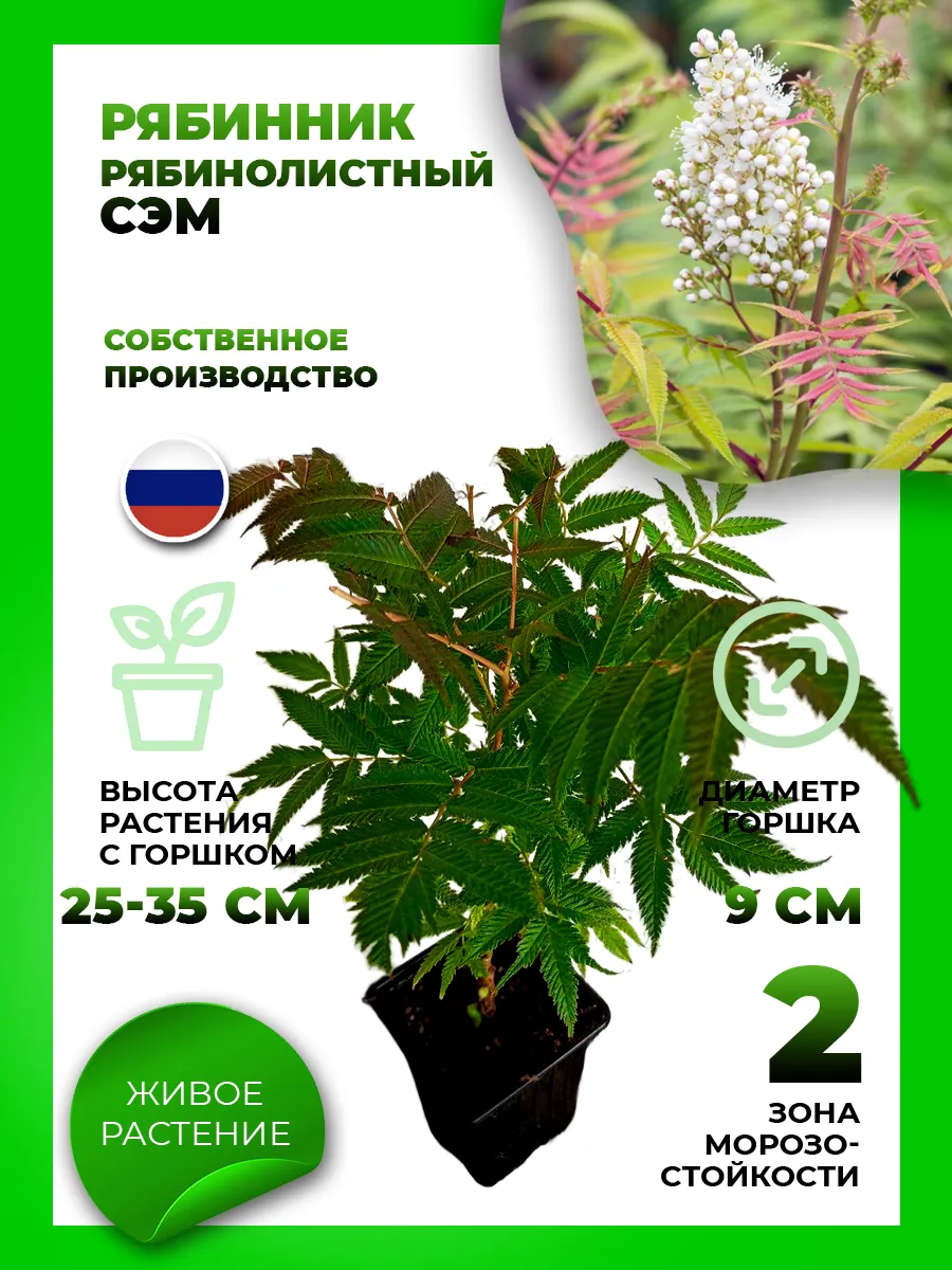 Рябинник рябинолистный Сэм