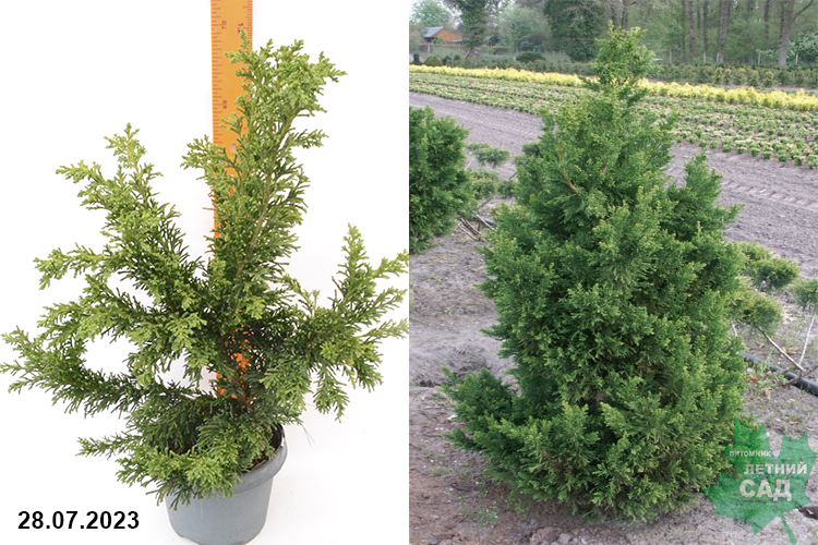 Кипарисовик тупой Драхт С3