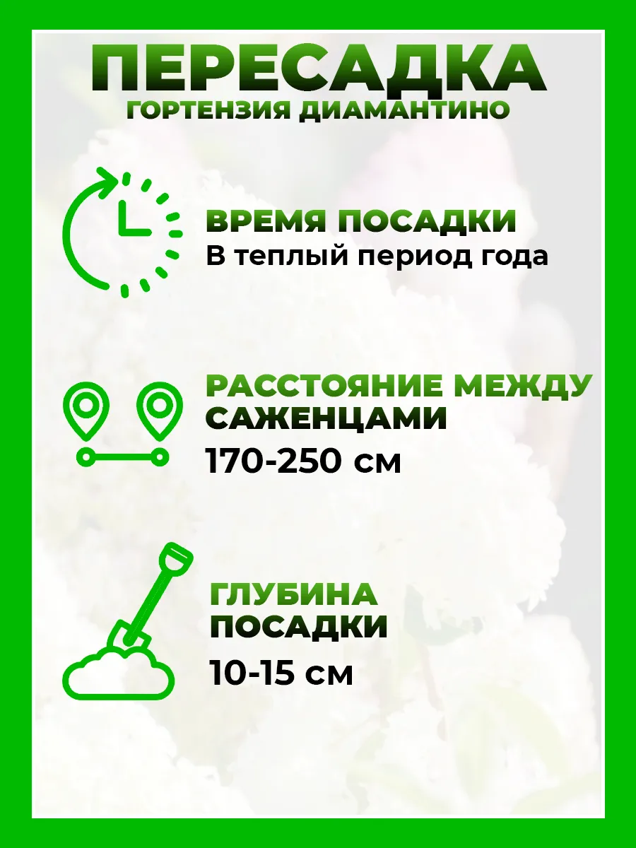 Гортензия метельчатая Диамантино
