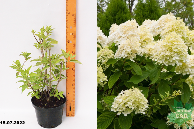 Гортензия метельчатая Фантом С3