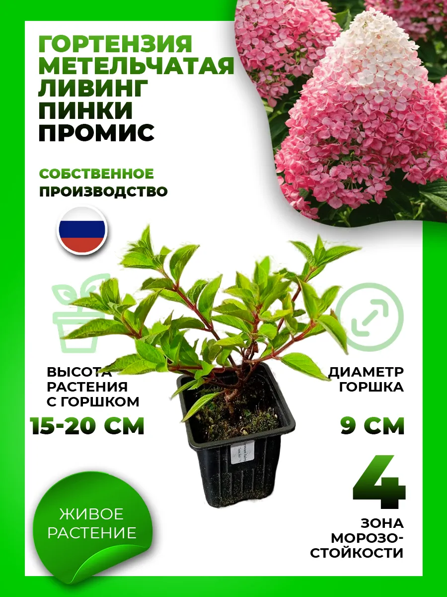 Гортензия метельчатая Ливинг Пинки Промис