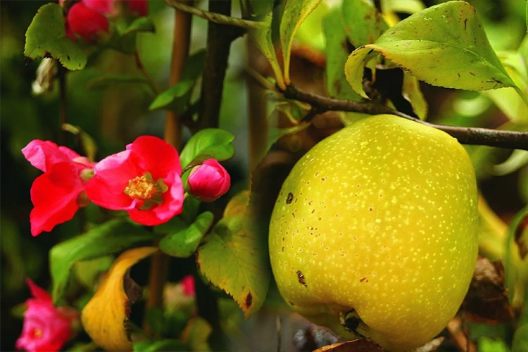 айва великолепная пинк леди