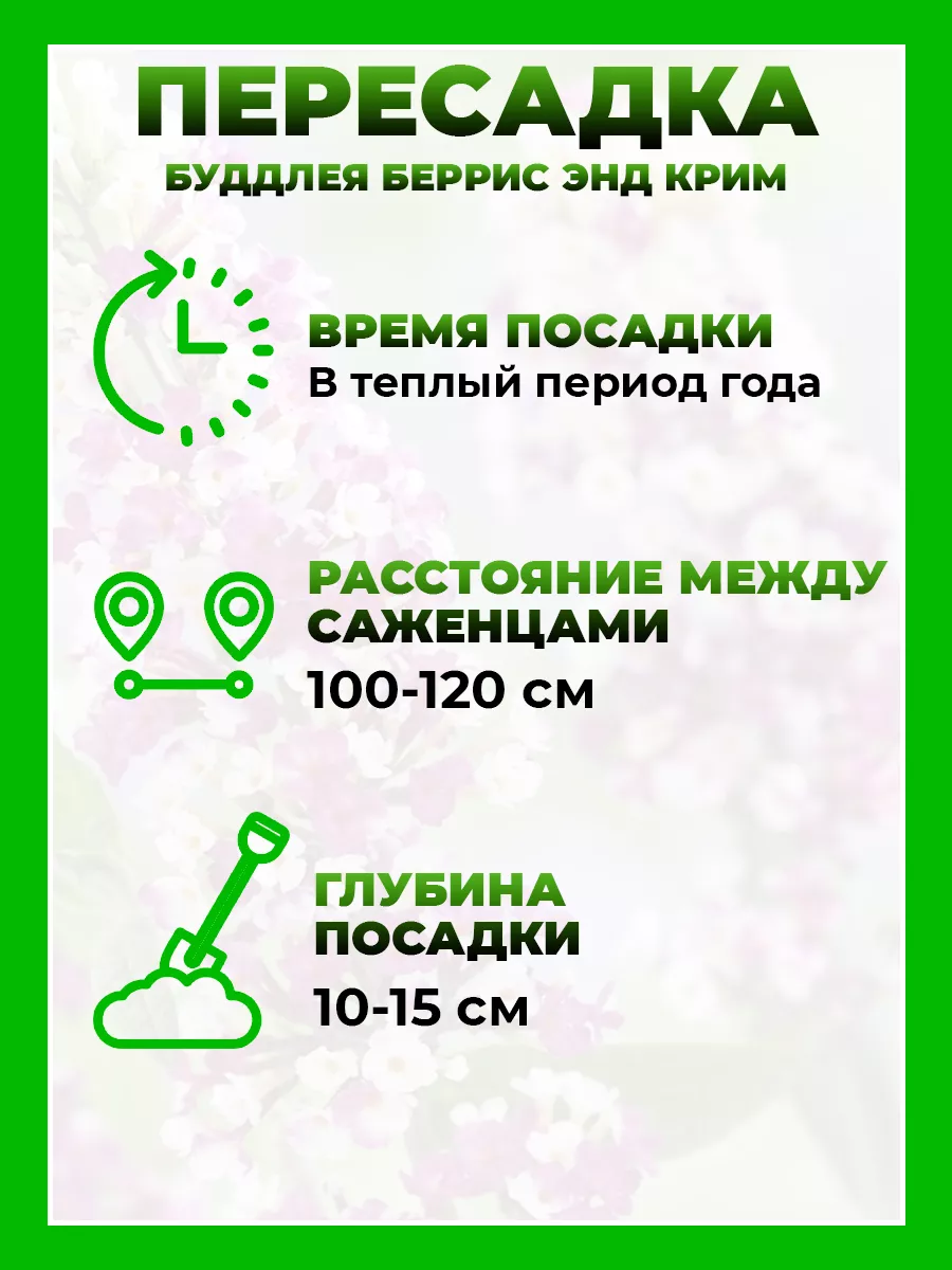 Буддлея Давида Беррис энд Крим
