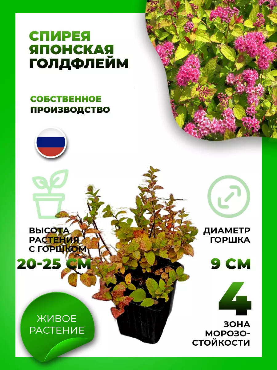 Спирея японская Голдфлэйм