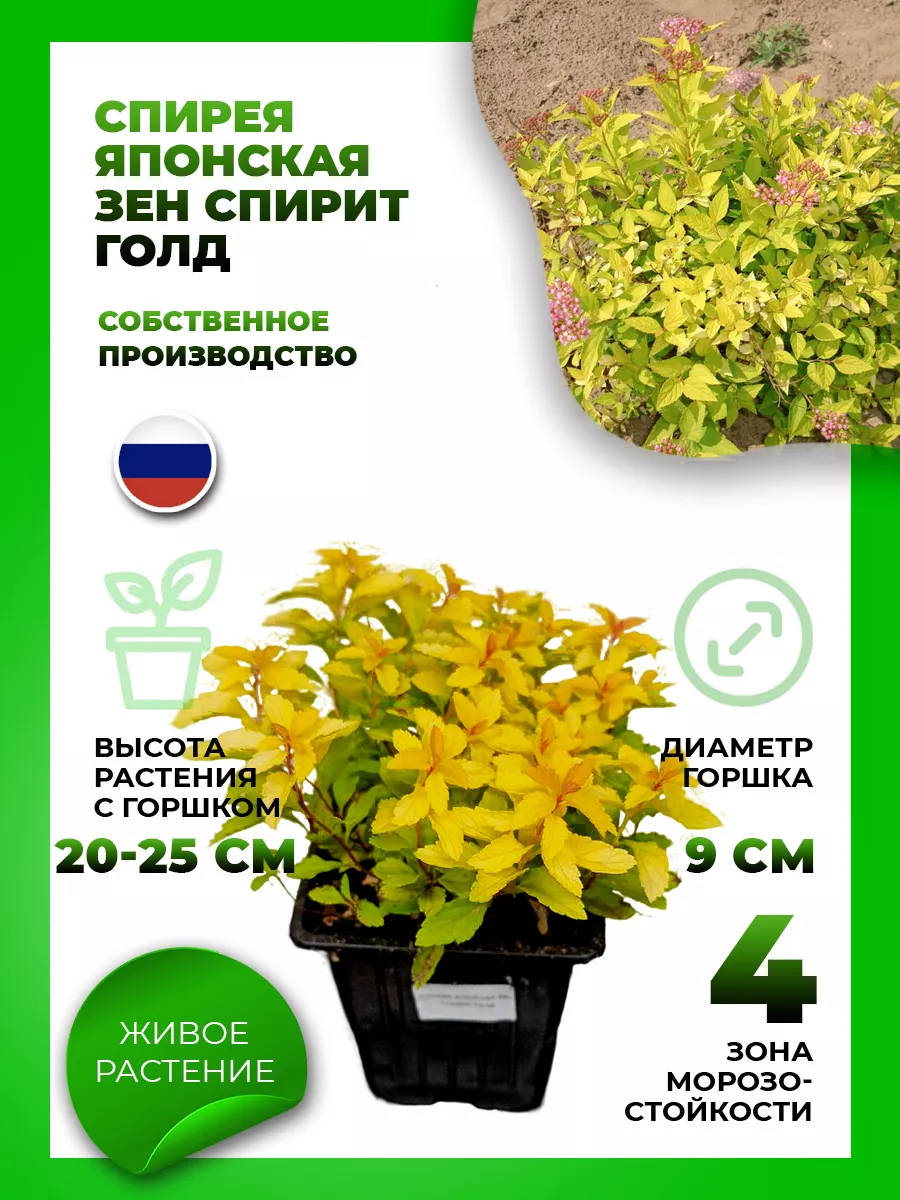 Спирея японская Зен Спирит Голд