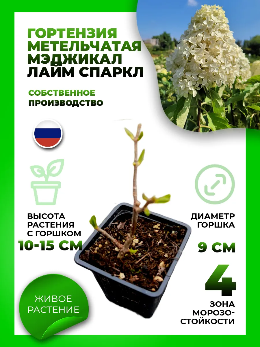 Гортензия метельчатая Мэджикал Лайм Спаркл