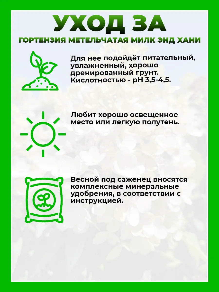 Гортензия метельчатая Милк энд Хани