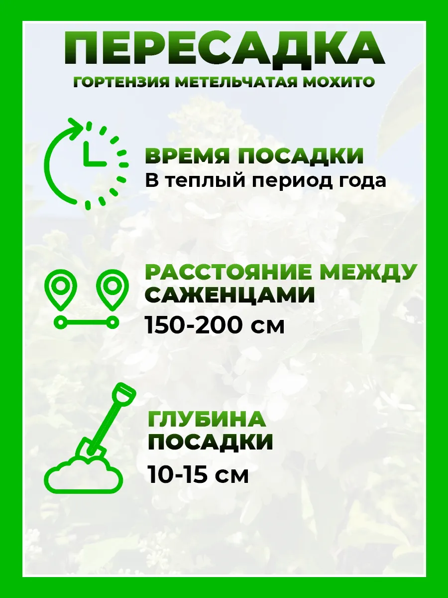 Гортензия метельчатая Мохито
