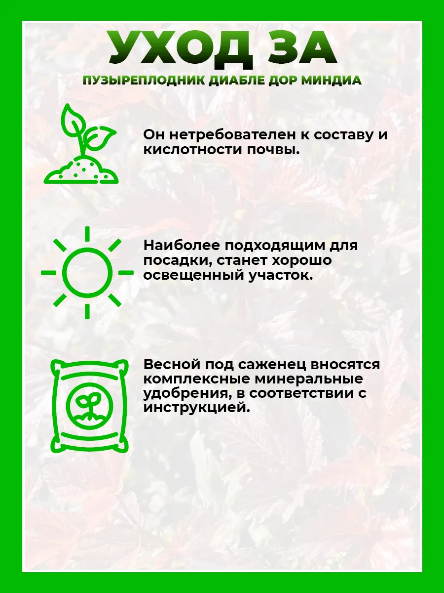 Пузыреплодник калинолистный Диабле ДOр Миндиа