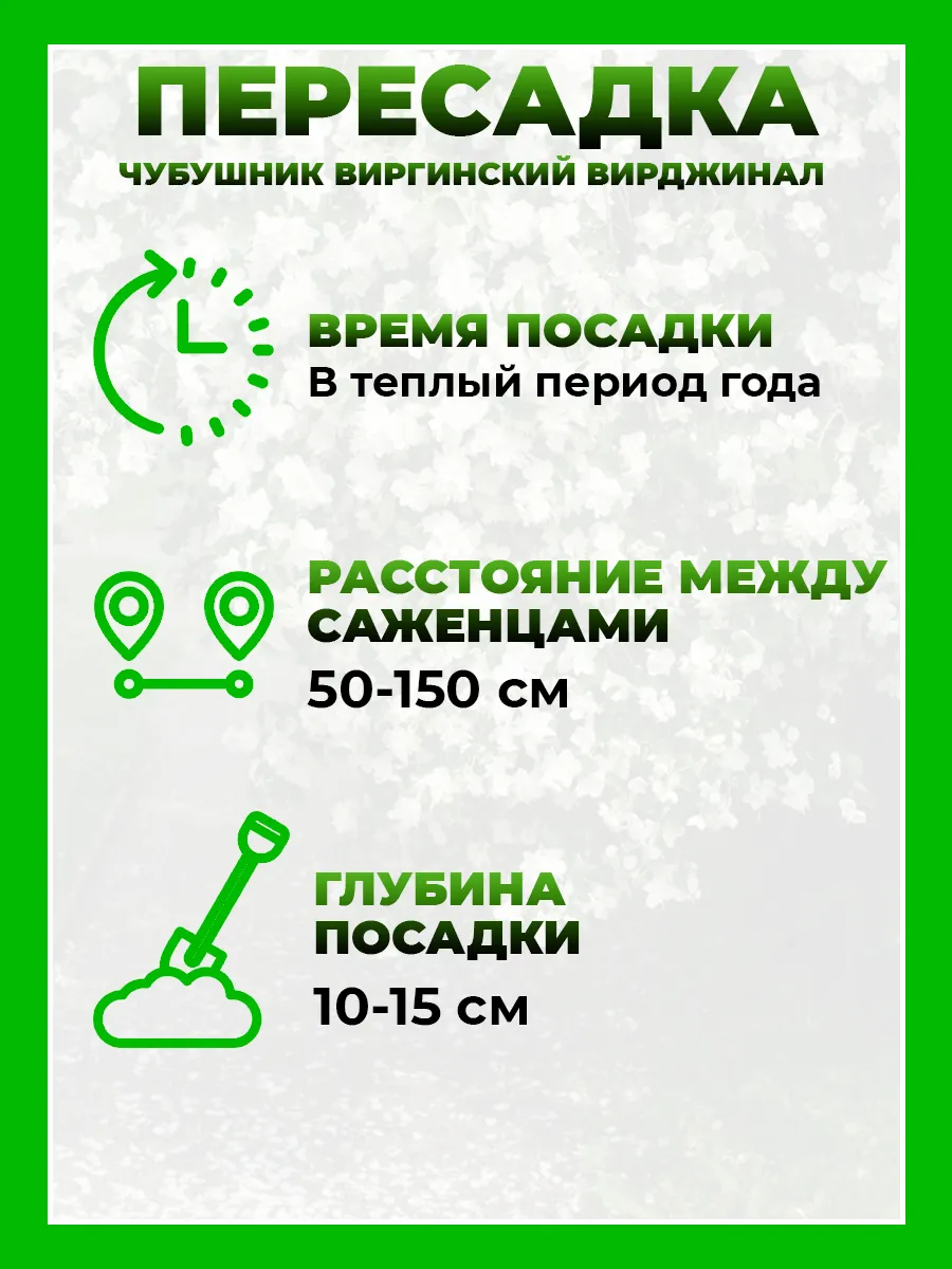 Чубушник виргинский Вирджинал